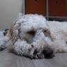 sam (5)