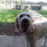 sammy (3)