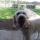 sammy (3)