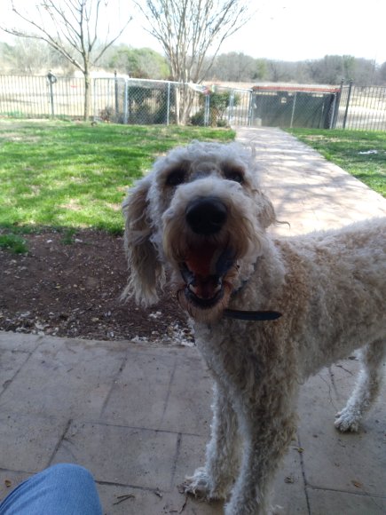 sammy (3)