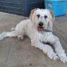 sammy (6)