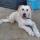 sammy (6)