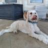 sammy (7)