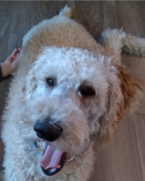 sammy (9)