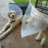 03 dogs fixed (1)