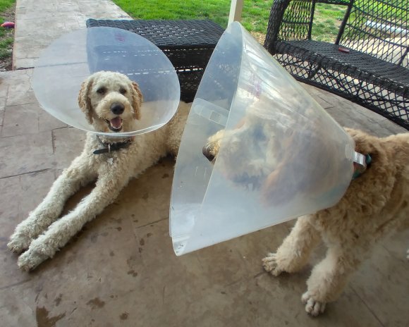 03 dogs fixed (1)
