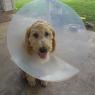 03 dogs fixed (2)