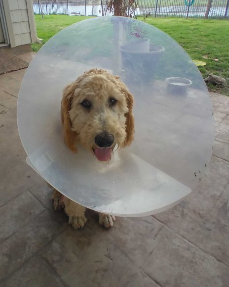 03 dogs fixed (2)