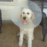 03 dogs fixed (3)