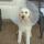 03 dogs fixed (3)