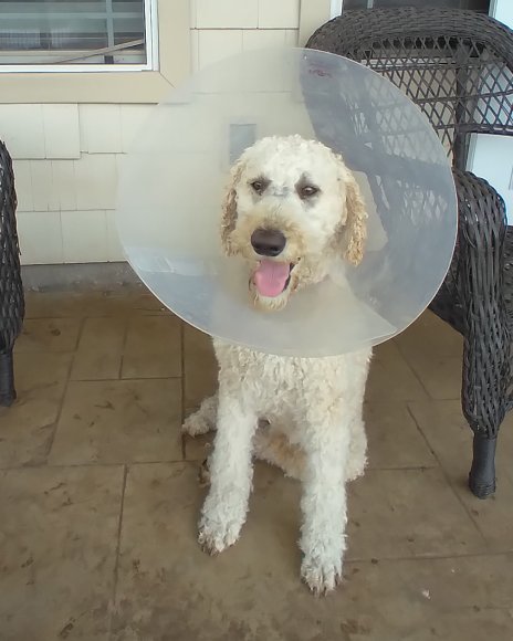 03 dogs fixed (3)