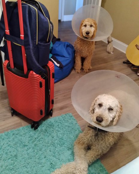 03 dogs fixed (4)