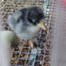 april chicks (1)