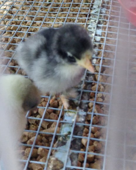 april chicks (1)