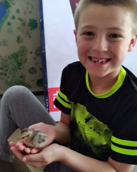 april chicks (4)