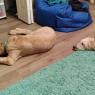 04 puppies (1)