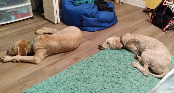 04 puppies (1)