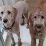 04 puppies (2)