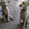 04 puppies (3)