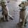 04 puppies (3)