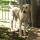 04 puppies (4)
