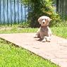 sam (1)