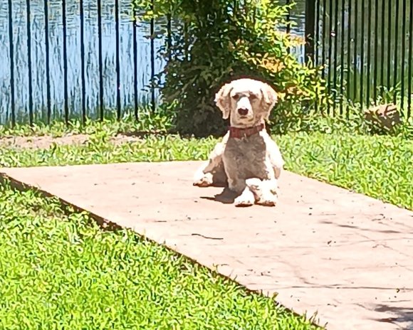sam (1)