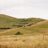 bison herd