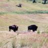 bison2