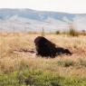 bison
