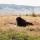bison