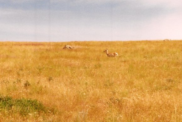 deer