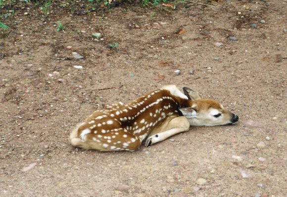 fawn