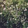 flower bush