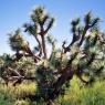 joshua tree