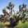 joshua tree