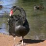 12 bordertown black swan