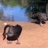 12 bordertown black swans2