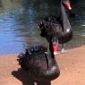 12 bordertown black swans