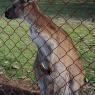 12 bordertown brown kangaroo