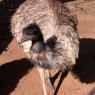 12 bordertown emu2