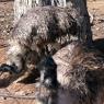 12 bordertown emus