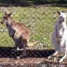 12 bordertown white kangaroo rare