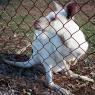 12 bordertown white kangaroo2