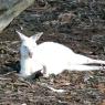12 bordertown white kangaroo