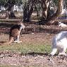 12 bordertown white kangaroos2