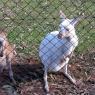 12 bordertown white kangaroos4