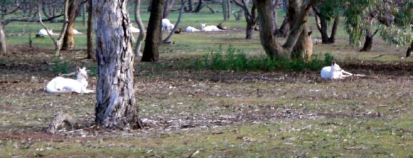 12 bordertown white kangaroos