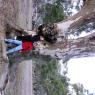 12 kooringa big eculyptus tree
