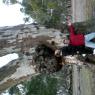 12 kooringa big eucalyptus